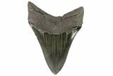 Serrated, Fossil Megalodon Tooth - Georgia #74605-2